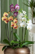 US- 50 Pcs Choice Colors Phalaenopsis Seeds Bonsai Balcony Flower Orchid Seeds