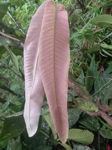 Syzygium (Syzygium versteegii) - germinated seed - Picture 2 of 5