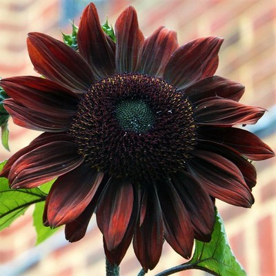 Chocolate Cherry Sunflower Seeds - 200+ Count - For 2026 Planting