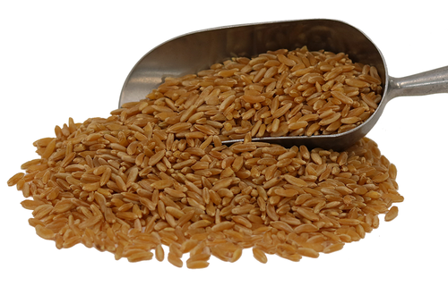 Organic Khorasan Wheat Berries - Multiple Sizes - U.S. Based Family Farm - 第 3/18 張圖片