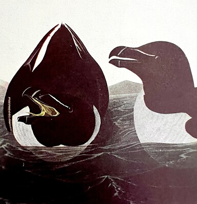 Razor Billed Auk 1950 Lithograph Art Print Audubon Bird First Edition DWU14C