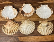 Scallop Shells 11-13cm Large, Washed, 10-Pack