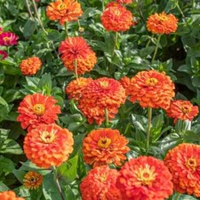 250 ORANGE KING ZINNIA SEEDS NON - GMO FRESH FOR YOUR FLOWER GARDENS