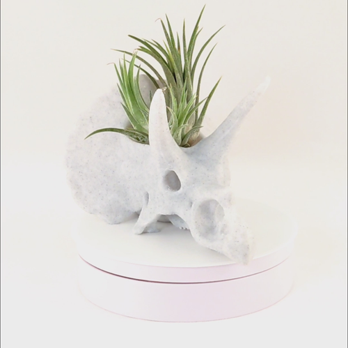 Triceratops Skull Planter Dinosaur Succulent Air Plant Holder Pot Home Decor - Video 1 di 1