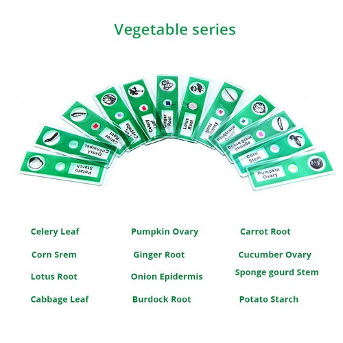 48 Stück Insekten Pflanze Tier Probe Kunststoff Mikroskop vorbereitete Objektträger für Kinder - Bild 10 von 12