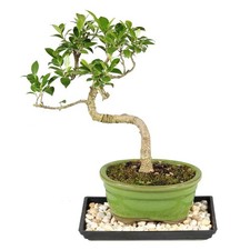 Brussel's Bonsai - Small Ficus Live Tree, Potted 8-16 Inches, Green