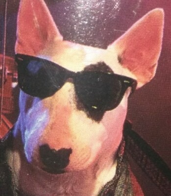 Vintage 1987 SPUDS MACKENZIE Bull Terrier Bud Light Beer Thermo
