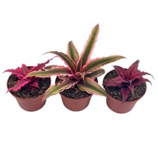 Cryptanthus bivittatus Assortment, Earth Star Bromeliad Set, 3 Different Succule
