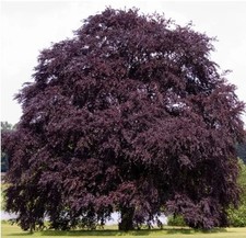20 X BEECH SEEDS. FAGUS SYLVATICA  (copper beech) ATROPURPUREA SEEDS.,