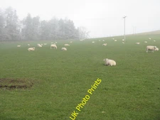 Photo 12x8 Sheep on Fir Knowe Bogs Bank A misty, frosty morning. c2016