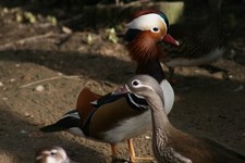 Mandarin Duck Hatching Eggs. Please read item description   Shipping in April