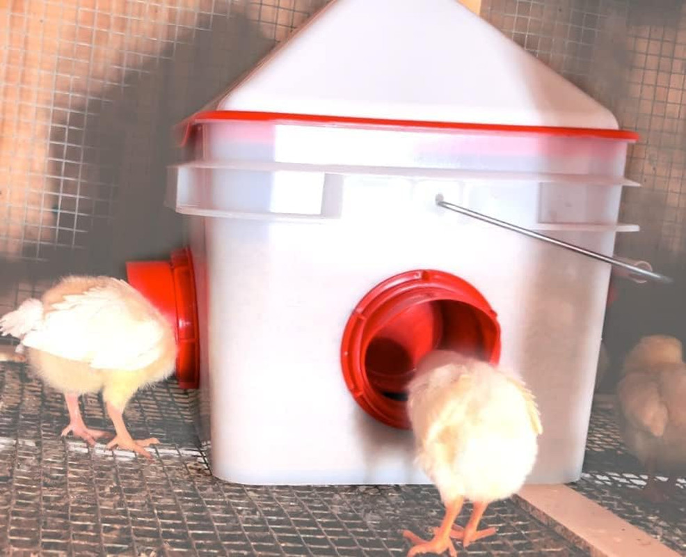 Chick2Chicken 10Lb Bpa-Free 4-Port Feeder - Includes Anti-Roost Cone, Slider Por