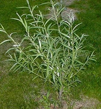 DOZEN (12) Jumbo Hybrid Willow Tree Cuttings - Much Thicker Root Stock