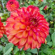 1 - DING A DONG Decorative Dahlia Bulb Tuber Clump  * NEW * GREAT IN PATIO POTS