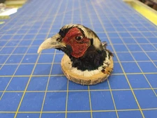 P5 Ringneck Pheasant Head Shoulder Mount Taxidermy