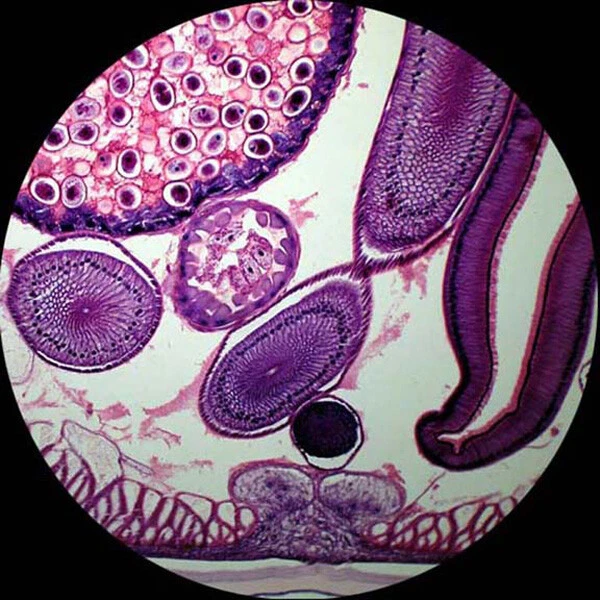 Juego de diapositivas de microscopio preparado para patología biología AmScope PS50A 50 Foto 2 de 4