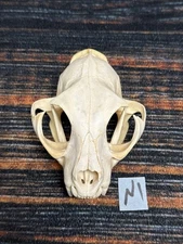 Real XL American Bobcat Skull Animal Mounts Christmas Gifts Man Cave Decor Craft