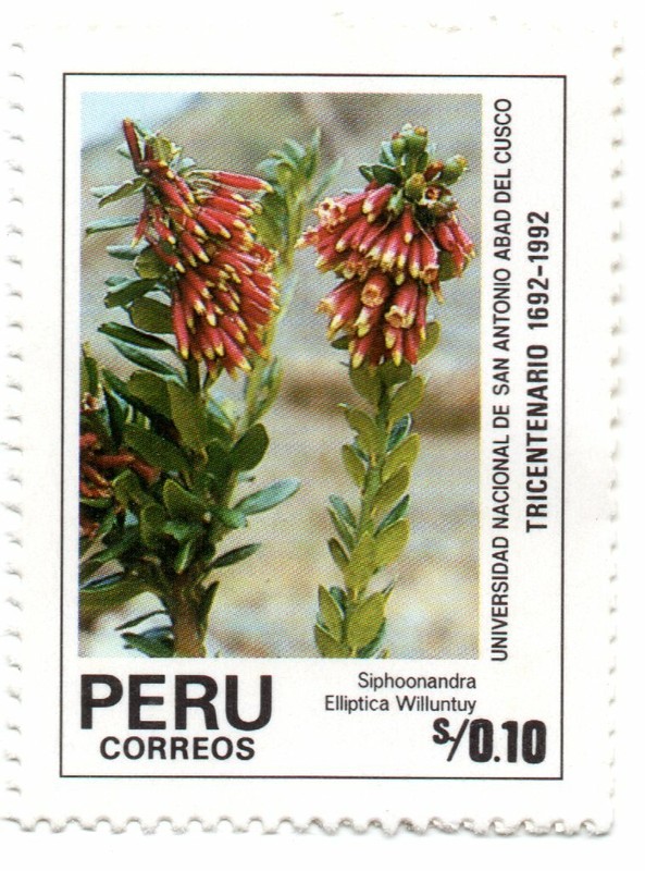 Siphoonandra Eliptica, Saint Anthony Abad University, Perú 1991, accept offers *