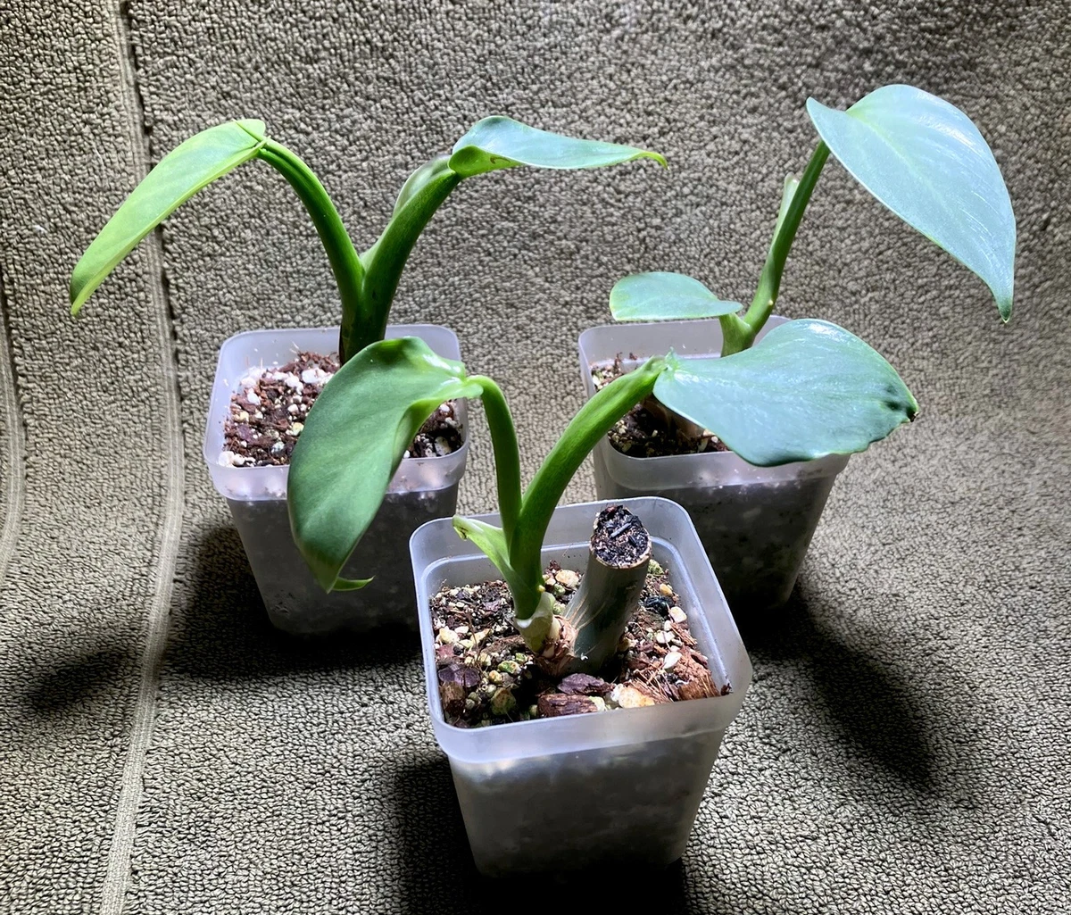 schizanthus plant Bellfarm® Poor man's Orchid (Schizanthus pinnatus) Seeds – MUCIAKIE main image 0