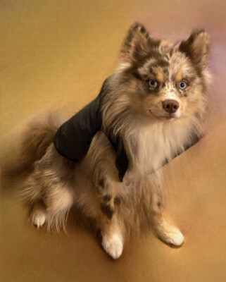 Dog Rain Jacket Medium blue Reflective Reflector Reddy Raincoat Fashionable 