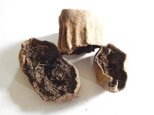 Eva Impex Balam Kheera Fruit – Kigelia Africana (Dried)