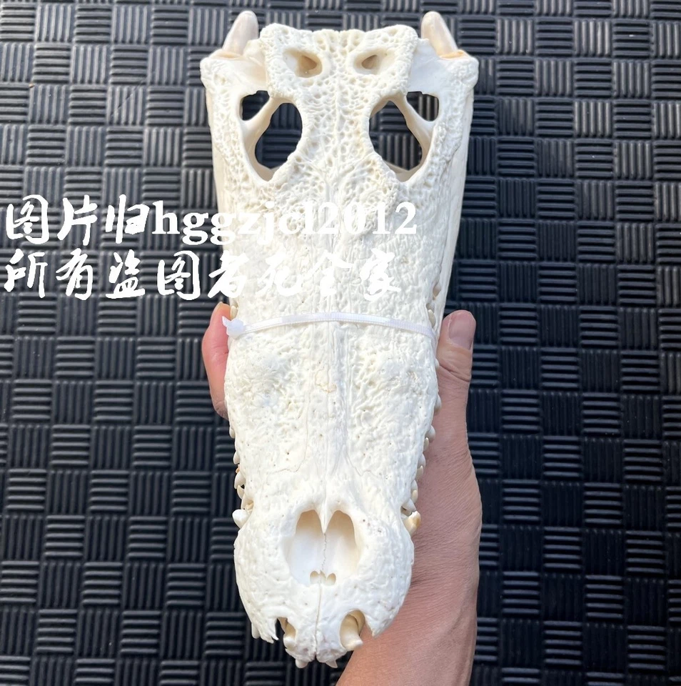 13.8" Long Real Crocodile Head Skull Specimen Skeleton Animal Decor Collection - Image 4 of 4