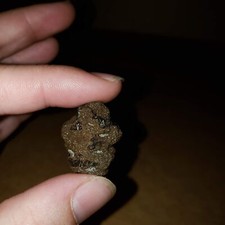 METASEQUOIA PINE CONE  Dinosaur Age Hell Creek Cretaceous - Fossil Petrified