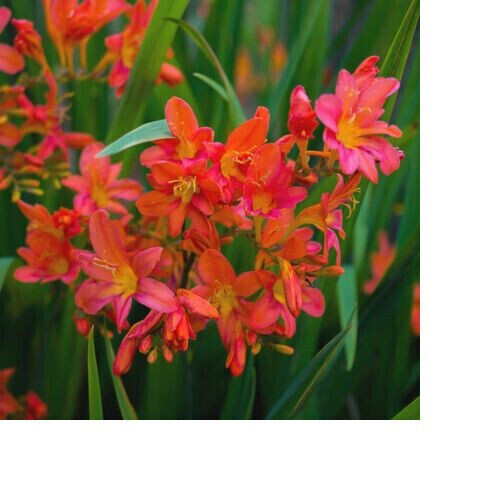 1-40 CROCOSMIA CARMIN BRILLIANT BULBS/CORMS PERENNIAL GARDEN SUMMER FLOWERS - Picture 2 of 3