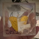 Yellow Butterfly/Moth Specimen in Clear Resin Display Case Block — photo 2