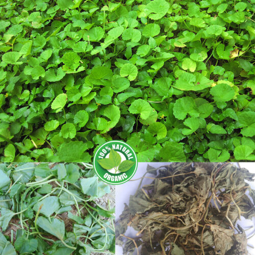 Gotu Kola Asiatica Centella Organic Dried Leaves Kodavan Leaf Oz Memory  Growth | eBay