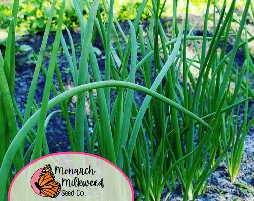 Axel's Garden Seeds Tokyo Long White Bunching Onion Seeds