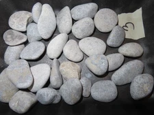 30 Petoskey Stone Unpolished Lot of Ancient Michigan Hexagonaria Fossils 1lb 8oz