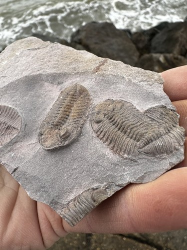 Unbekannter Trilobiten Teller aus Tafraout Marokko - Bild 4 von 6