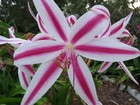 Crinum Lily, digweedii Red Flare, medium-size bulb, NEW, stunning, very RARE