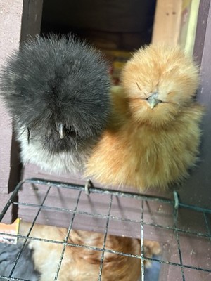    NPIP AI Clean (silkie Hatching Eggs) 1/2 Dz Eggs    