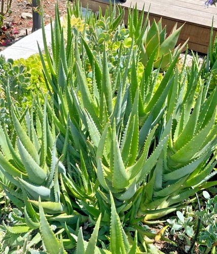 Organic Aloe 'California' X Blue Elf Hybrid RARE Live Succulent Potted - Picture 4 of 5