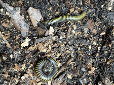 Live Bumblebee Millipedes - Breeding Pair M/F (Composting) Live Bumblebee Millipedes - Breeding Pair M/F (Composting) - Image 1