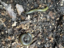 Live Bumblebee Millipedes - Breeding Pair  M/F  (Composting)