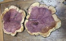 2 Live Edge Red Cedar Rounds, Cookies, Wood Working, Craft Wood, 10"-13"x 1 1/2"