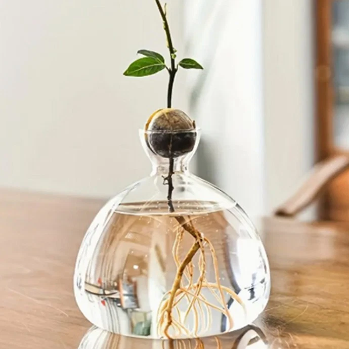 Acorn Vase Seed Holder Jar, Grow Your Own Oak Tree, Glass Vessel, Germination - Image 4 of 4