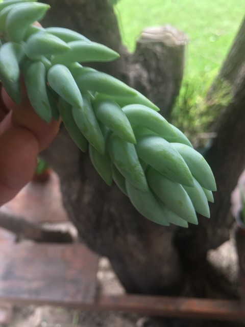 3 cutting 2" Sedum Burrito Donkey Tail Sedum Morganianum ...