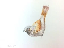 Flycatcher, Birds, Watercolor artwork, Handmade, Original painting on paper