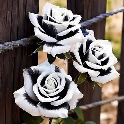 20pcs Rare Black & White Rose Seeds Non GMO Heirloom Garden | eBay