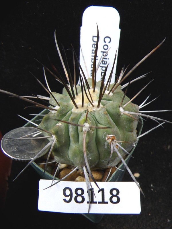 Copiapoa dealbata Approx 8 years old Nice Seedling Rare Live Cactus Plant 98118