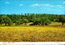 Vintage California Wildflower Postcard - Scenic Flower Field Landscape