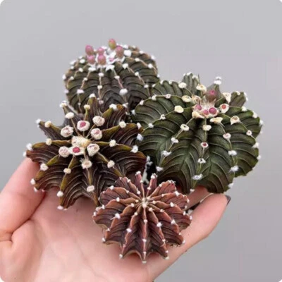 4PCS Gymnocalycium Stenopleurum Succulent Plant Garden beautiful Plant  4-5cm | eBay