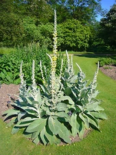 MULLEIN SEED * ORNAMENTAL PLANT * FLOWERING * MEDICINAL *