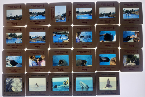 Seaworld San Diego Dolphins, Whales 18 35mm Color Slides Aug 88 + 5 Whale Slides