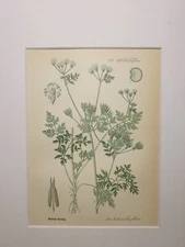 ANTHRISCUS CEREFOLIUM 1886 ANTIQUE CHROMOLITHOGRAPH ILLUSTRATION BOTANIC FLOWER