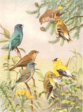 1960 Indigo Bunting Pine Siskin Goldfinch Bird Portraits in Color Thomas Roberts